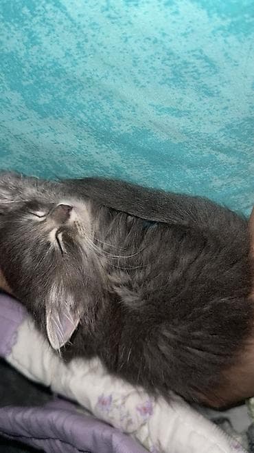 отдам даром котенка сфинкса: 2 месяца, Девочка, Серый, Приучена к лотку — 2