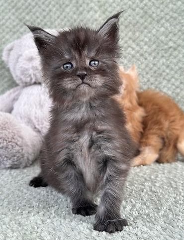 Породистые котята мейн-кун. - Окрас: дымчатый/чёрный дым (на фото —