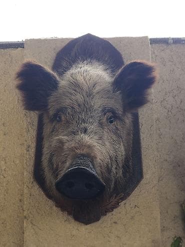 active dry: Настенная трофейная голова кабана на декоративной деревянной — 2