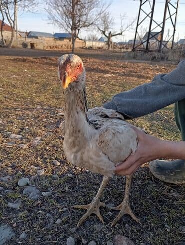 обмен на дакан: Продаю | Куры | Дакан | Для разведения — 1