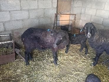 продаю жеребенка: Продаю | Баран (самец) | Для разведения | Матка — 5