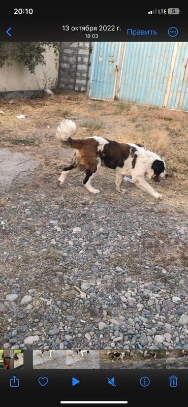 сколько стоит овчарка щенок: Меняю на Индюков Американский Сенбернар чистокровный Добрый умный — 8