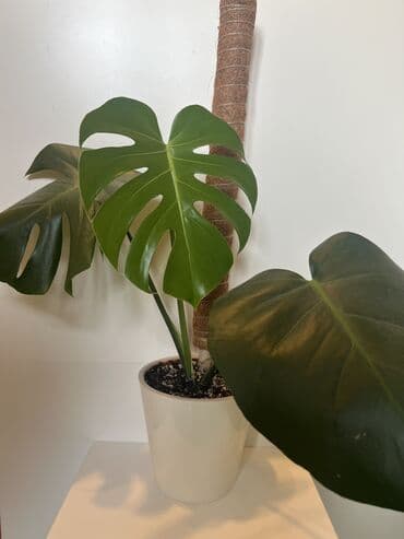 гортензия цены в бишкеке: Монстера 1000 сом — 2