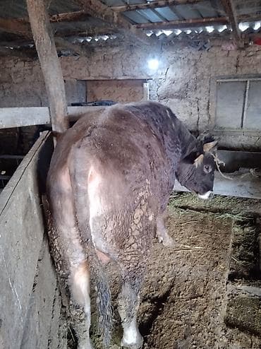 купить карликового кролика: Продаю | Бык (самец) | Швицкая | На откорм | Привязанные — 5