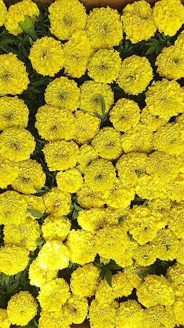 51 роза: Рассада цветочных культур для клумб, балконов и рабаток — 10