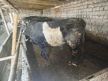 бычок бычки: Продаю | Бык (самец) | На откорм | Привязанные — 1