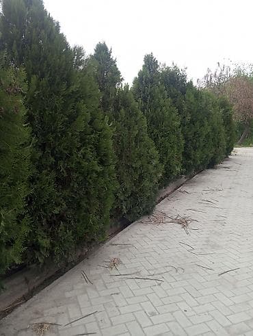 сетки для кур несушек: Живая изгородь из хвойных кустарников (туя/можжевельник) - Плотная — 3