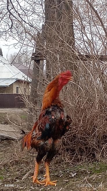 Продаю | Петух | Бойцовая | Для разведения