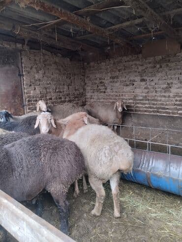 кохинхин карликовый: Продаю | Баран (самец) | Арашан | Для разведения | Осеменитель — 3