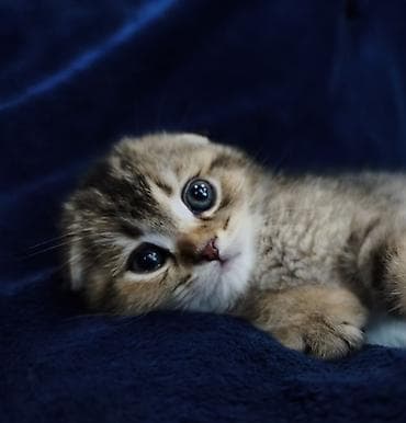 кот шотландская шиншилла: Скотиш Фолд (Шотландская вислоухая), 2 месяца, Мальчик — 4