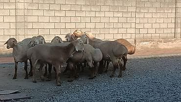 Продаю | Баран (самец) | Арашан | Для разведения