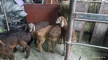 козу срочно: Продаю | Ягненок | На забой — 5