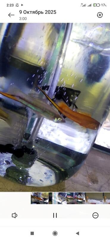 сколько стоит шпиц в питомнике: Меченосцы (Xiphophorus hellerii) — яркие живородящие рыбки для — 1