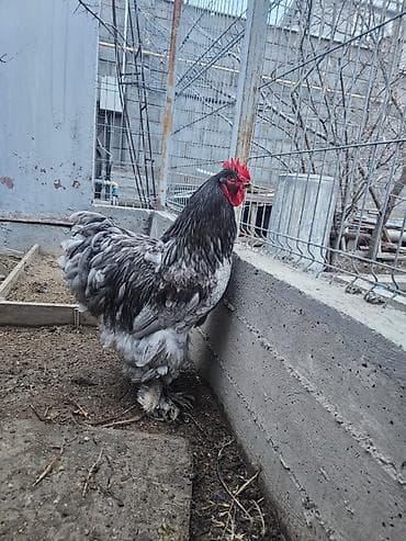 Продам петуха голубого Кохинхина, 1 петух, молодой 9 месяцев