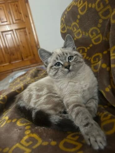 британская короткошерстная кошка купить: Котёнок с необычным окрасом пойнт (серо-бежевый с тёмными отметинами) — 4