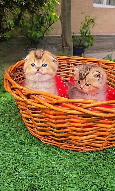 порода кошек вислоухая: Шотландские котята от красивой пары. Scottish fold и straight — 6