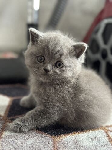 манчкин бишкек: Шотландские котята (вислоухие/страйт) серого (blue) окраса - Плюшёвая — 10