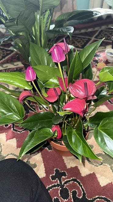 черные розы: Антуриум (Anthurium andreanum) в горшке. - Эффектные восковидные — 7