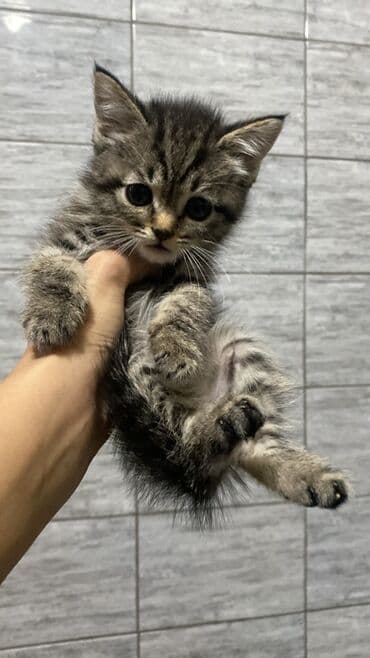 мейн кун бишкек питомник lyubushka купить котенка цена фото: 2 месяца, Девочка, Приучена к лотку — 3