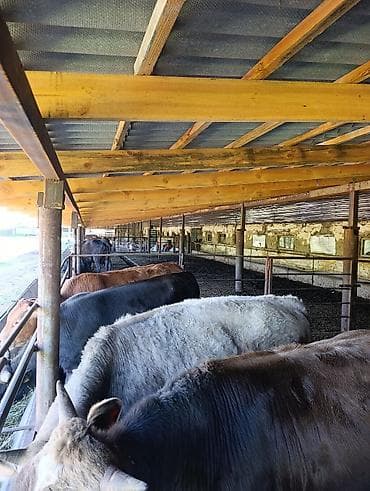 юбка пиджак: Требуется Скотник, Оплата: Ежемесячно — 4