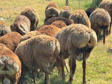 саан уй торпогу менен: Сатам | Кочкор (эркек) — 5