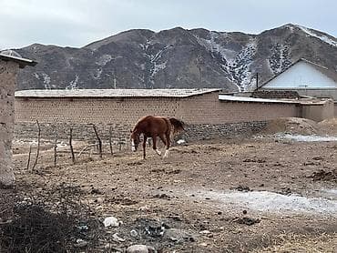 уй ети: Продаю | Жеребенок | Рабочий — 2