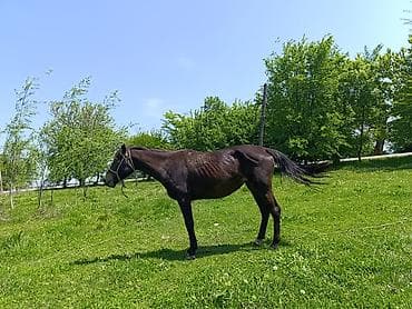 я ищу лошадь: Продаю | Кобыла (самка) | Рабочий — 3