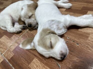 Вязка собак: Спаниель, 2 месяца, Самец — 5