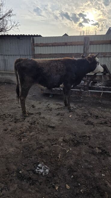 корова обмен: Продаю | Тёлка | Для молока — 4