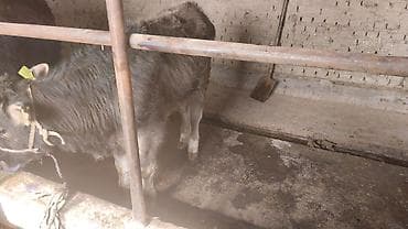 заяц живой: Продаю | Бык (самец) | На откорм | Привязанные — 3