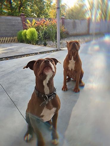 щенок французского бульдога: Питбуль, 2 месяца, Самец — 2