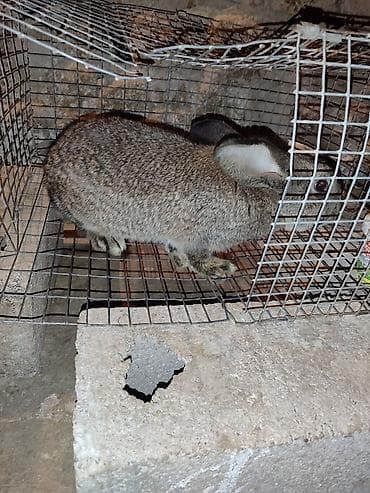 тазы собака: Сатам | Коендун бөжөктөрү | Көбөйтүү үчүн — 2