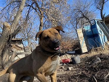 волкодав купить: Амстафф, 2 года, Самец, С прививкой — 3