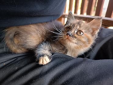 бишкек кошка: Перс, 2 айлык, Ургаачы, Шоколад, Аргын, Лотокко барууга үйрөтүлгөн, Курттардан тазаланган — 1