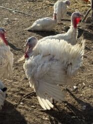 собака охотничий: Продаю | Индюшка (самка) | Бройлерная | На забой | Племенные — 2