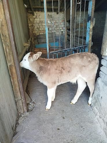 Другие животные: Продаю | Бык (самец) | Симментальская | Для разведения | Искусственник — 5