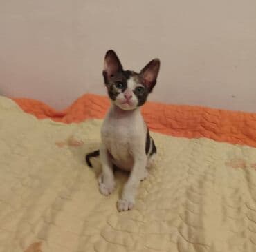 продаю охотничий собаку дратхар: Дондук сфинкс, 2 айлык, Ургаачы, Таш бака, Лотокко барууга үйрөтүлгөн — 1