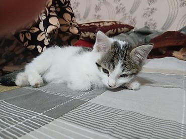 Отдам котёнка в хорошие руки. мальчик 2 месяца, к лотку приучин. Даром