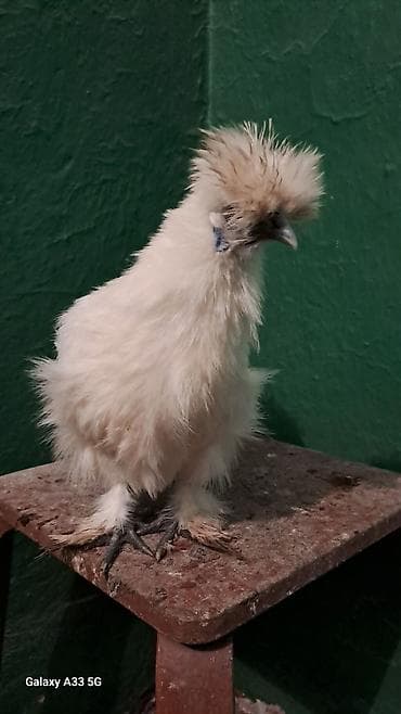 работа в джалал абаде водитель: Продаю Китайских шелковых кур молодые 8-10 месяцев, спокойные — 3