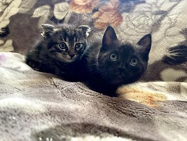котята фолд: Добрый день всем) отдам милых котят в добрые руки. Все здоровы — 5