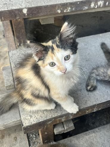 кот кошка: Кошка даром: Сиамская, 3 месяца, Девочка — 3