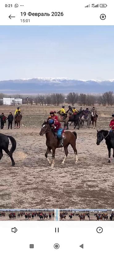 лучший ветеринар бишкек: Продаю | Конь (самец) | Конный спорт — 1