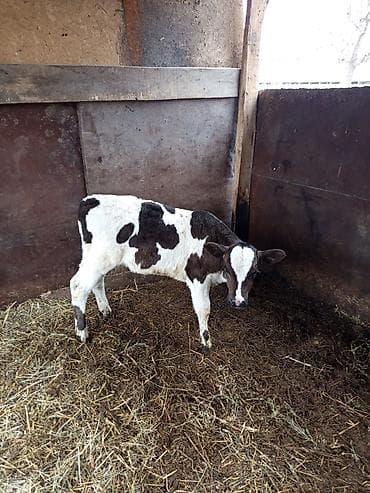 тюк кара балта: Продаю | Музоо, торпок | Алатауская | На откорм | Искусственник — 1