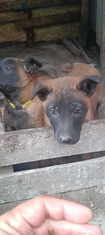 объявление продам собаку: Щенки с яркой «маской» на мордочке и короткой густой шерстью палевого — 6