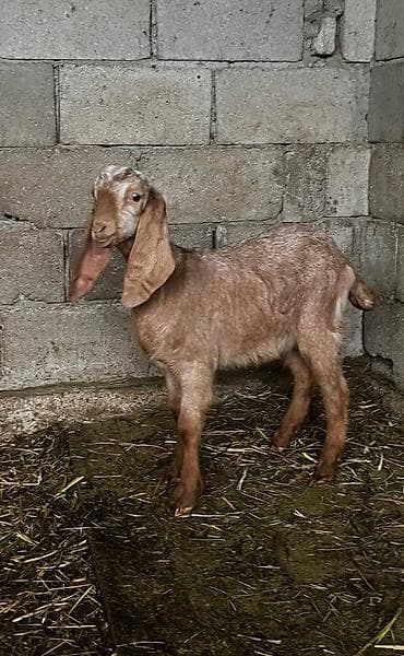 Грызуны: Продаю | Козлёнок | Битал | Для разведения | Племенные — 1