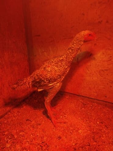 продажа собак в бишкеке: Дакан цесарка жожо короз сатылат активный алмашу жолдору бар адрес — 1