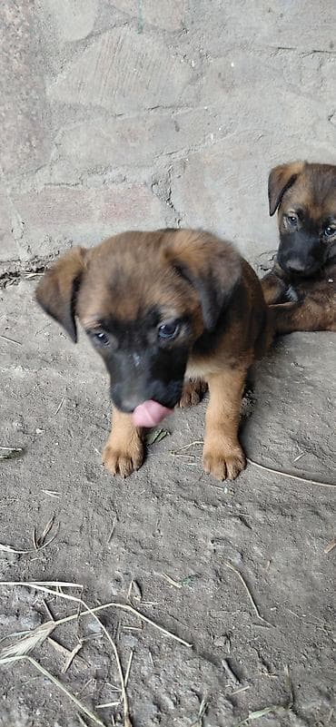 шорты для мальчиков: Собака даром: Дворняжка, 1 месяц, Самец — 5
