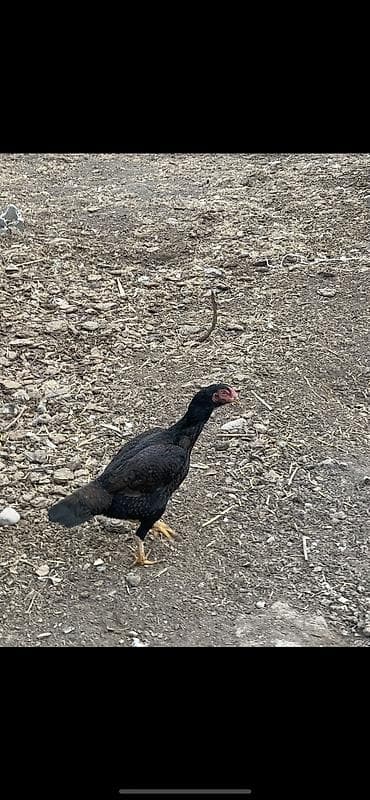 курица куплю: Продаю | Куры | Бойцовая | Для разведения — 2