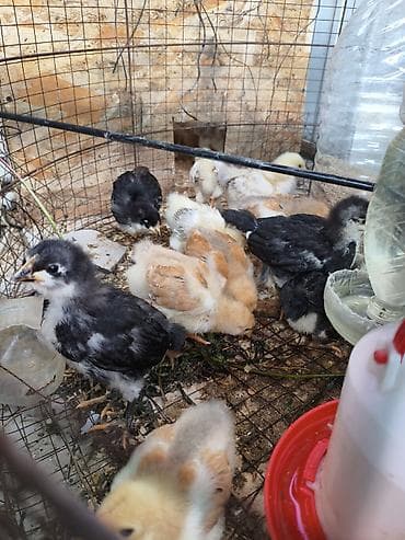 сова живая: Продаю | Цыплята | Для разведения — 7