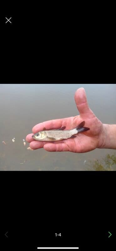 аквариум jebo: Продаю малёк
Карп 
Сазан
Белый Амур 
Толстолоб 
В любом количестве — 5